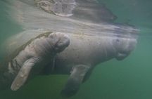 Private Manatee Swim Crystal River FL 6 Passenger Max Free Photos