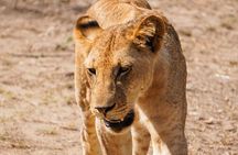 From Zanzibar: Mikumi Safari Day Trip with Flights and Meal