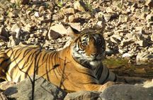 Tiger Safari in Ranthambore National Park