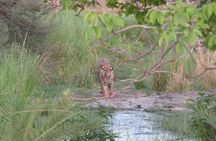 Tiger Safari in Ranthambore National Park