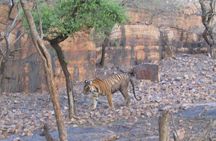 Tiger Safari in Ranthambore National Park