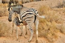 Aquila Game Reserve Safari with wine tasting, Transport & Lunch
