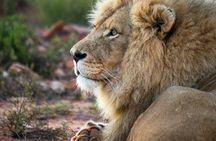 Aquila Game Reserve Safari with wine tasting, Transport & Lunch