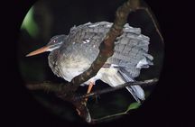 Night Walk Tour in Monteverde