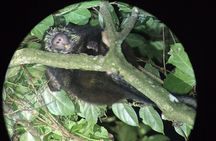 Night Walk Tour in Monteverde