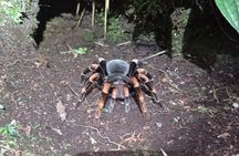 Night Walk Tour in Monteverde