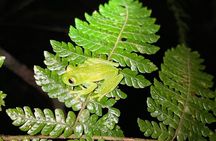 Night Walk Tour in Monteverde