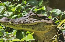 Canoe tour in Tortuguero National Park