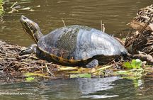 Canoe tour in Tortuguero National Park