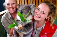 Melbourne Shore Excursion, Aussie Wildlife, Lunch, Wine & Sights