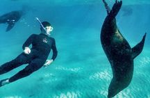 2 hour Seals & Seadragon Swim