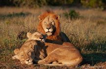 Johannesburg: Lion & Safari Park Open Vehicle Game Drive