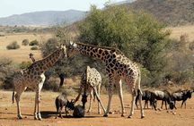 Johannesburg: Lion & Safari Park Open Vehicle Game Drive