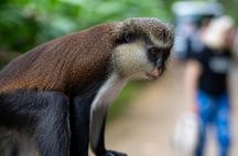 Half day tour: Grenada Seven Sisters Hike and Grand Etang Lake 