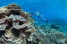Great Barrier Reef Day Trip from Bundaberg to Lady Elliot Island 