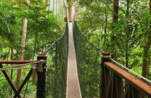 Taman Negara National Park Day Excursion with Canopy Walk from KL