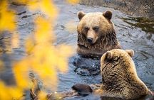 Ranua Zoo- Guided day tour from Rovaniemi 