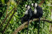 3 Day Nyungwe National Park Safari