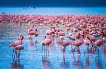 Private Day Tour to Lake Nakuru National Park