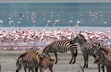 Private Day Tour to Lake Nakuru National Park