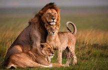 Private Day Tour to Lake Nakuru National Park
