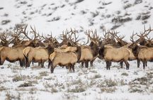 Grand Teton Private Winter Tour