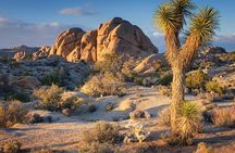 Joshua Tree NP Tour from San Diego (Private)