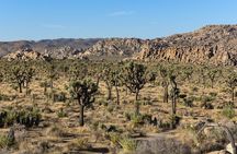 Joshua Tree NP Tour from San Diego (Private)