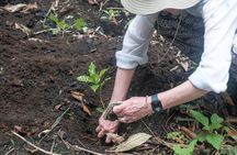 Chiang Mai Coffee Tour: Trekking to Farm, Roast and Brew Workshop