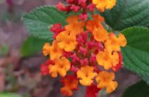 Curicancha Natural Walk 