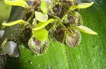 Curicancha Natural Walk 