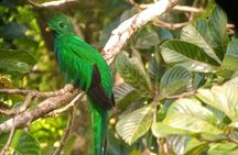 Natural History of the Cloud Forest 