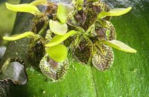 Natural History of the Cloud Forest 