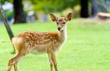  Osaka: Nara Deer Park,Uji Matcha and Hot Spring Full-Day Tour