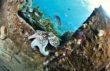 2 Tank Guided Boat Dive in Curacao 