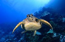 2 Tank Guided Boat Dive in Curacao 