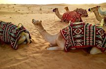 Dubai Premium Desert Safari with BBQ Dinner in Red Dunes