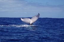 Whale watching in the calm of the peninsula with Tātahi tours