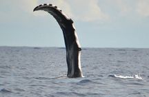 Whale watching in the calm of the peninsula with Tātahi tours