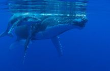 Whale watching in the calm of the peninsula with Tātahi tours