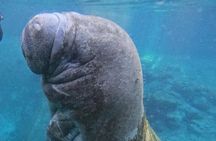 Private Manatee Swim Crystal River FL 6 Passenger Max Free Photos