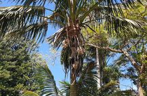 Baunti’s Farm and Industry Tour in Norfolk Island