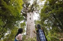 Small-Group Mystical Waipoua Forest Kauri Tour from Auckland