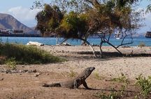 Komodo Islands with Speedboat in Labuhan Bajo