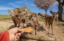 From Osaka-Kyoto: Kyoto and Nara 1Day Bus Tour