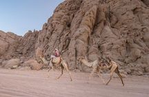 Elite Safari: ATV Quad, Camel, Dinner & Show in Sharm El Sheikh