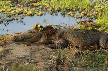 Yala National Park Leopard Safari Tours