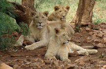 4 Days Lake Nakuru and Masai Mara Luxury Safari