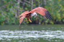 Langkawi Mangrove Boat Tour at Kilim Geoforest Park