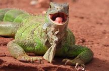 Crocoparc Trip from Agadir